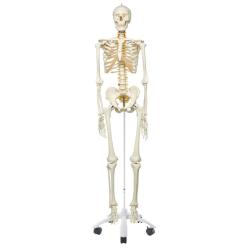 Squelette Humain Human...